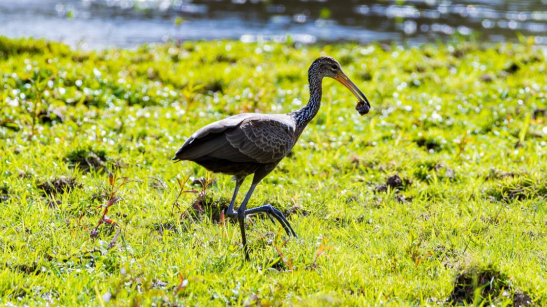 Acqua Parque Residence