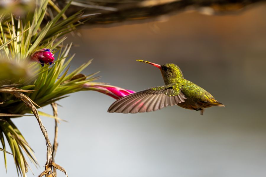 Acqua Parque Residence